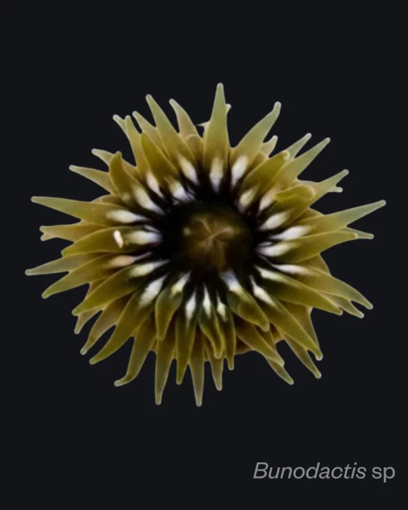Anemona-Bunodactis-sp-2-582x728