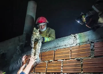 Bomberos rescataron a un gato que había quedado atrapado en un patio de Caleta Olivia Bomberos rescataron a un gato que había quedado atrapado en un patio de Caleta Olivia