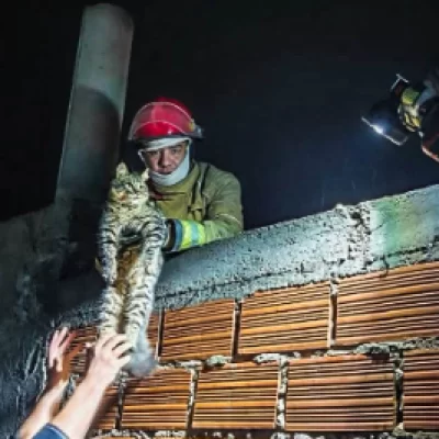Bomberos rescataron a un gato que había quedado atrapado en un patio de Caleta Olivia Bomberos rescataron a un gato que había quedado atrapado en un patio de Caleta Olivia
