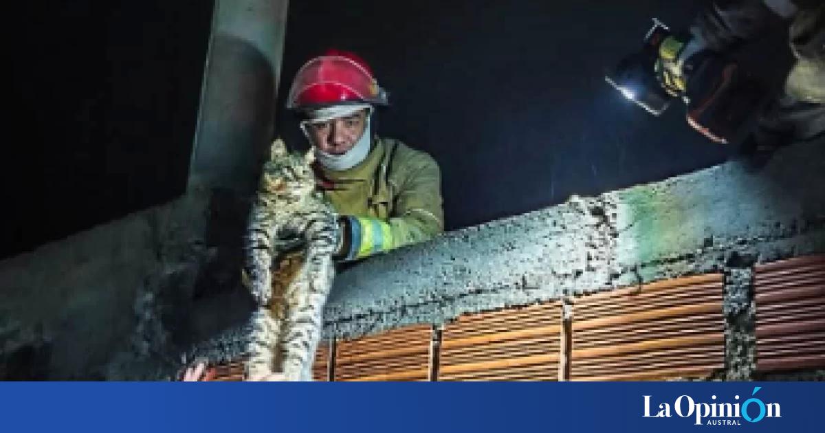 Bomberos rescataron a un gato que había quedado atrapado en un patio de Caleta Olivia