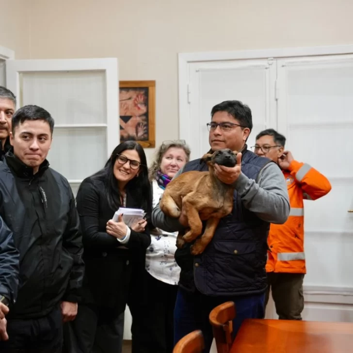 Incorporan cuatro perros de búsqueda y rescate para la Policía y Protección Civil Incorporan cuatro perros de búsqueda y rescate para la Policía y Protección Civil