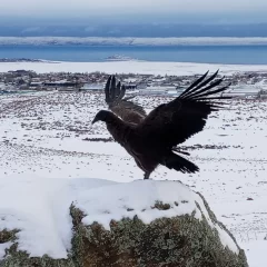 Liberaron al cóndor andino que había sido rescatado en El Calafate