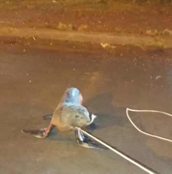 Encontraron un lobo marino escondido en la costanera y lo rescataron Encontraron un lobo marino escondido en la costanera y lo rescataron