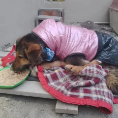 “Vida”, la perrita quemada, golpeada y abandonada en la basura, aún no se levanta, pero “está animada”