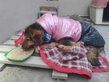 “Vida”, la perrita quemada, golpeada y abandonada en la basura, aún no se levanta, pero “está animada” “Vida”, la perrita quemada, golpeada y abandonada en la basura, aún no se levanta, pero “está animada”