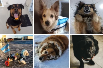 Día Mundial del Perro: La Opinión Austral compartió las fotos de los fieles compañeros de sus lectores Día Mundial del Perro: La Opinión Austral compartió las fotos de los fieles compañeros de sus lectores