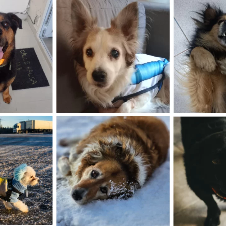 Día Mundial del Perro: La Opinión Austral compartió las fotos de los fieles compañeros de sus lectores Día Mundial del Perro: La Opinión Austral compartió las fotos de los fieles compañeros de sus lectores