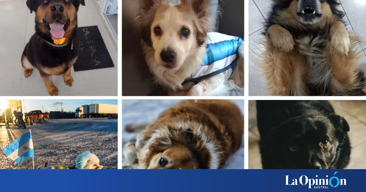 Día Mundial del Perro: La Opinión Austral compartió las fotos de los fieles compañeros de sus lectores