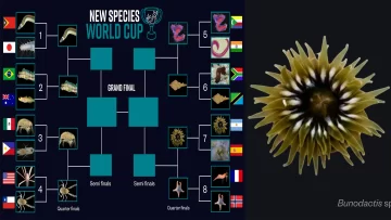 “¡Mi país, mi país!: una anémona santacruceña está en Cuartos de Final del Mundial de Nuevas Especies “¡Mi país, mi país!: una anémona santacruceña está en Cuartos de Final del Mundial de Nuevas Especies