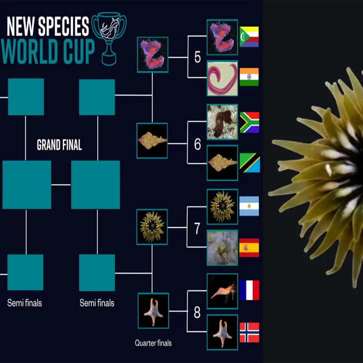 “¡Mi país, mi país!: una anémona santacruceña está en Cuartos de Final del Mundial de Nuevas Especies “¡Mi país, mi país!: una anémona santacruceña está en Cuartos de Final del Mundial de Nuevas Especies
