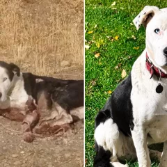 “Hay tantos Valentín esperando un hogar”: la historia del perro que fue arrastrado seis kilómetros y encontró una segunda oportunidad