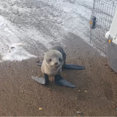 Final feliz para el lobito marino encontrado debajo de un auto en Río Gallegos: pasó la noche a resguardo y volvió al mar