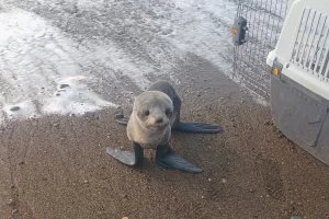Final feliz para el lobito marino encontrado debajo de un auto en Río Gallegos: pasó la noche a resguardo y volvió al mar