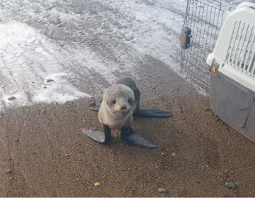 Final feliz para el lobito marino encontrado debajo de un auto en Río Gallegos: pasó la noche a resguardo y volvió al mar Final feliz para el lobito marino encontrado debajo de un auto en Río Gallegos: pasó la noche a resguardo y volvió al mar