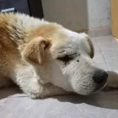 “Golfito”, el perro rescatado con desnutrición extrema, recibió el alta pero “sigue sin estar bien”