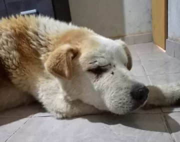 “Golfito”, el perro rescatado con desnutrición extrema, recibió el alta pero “sigue sin estar bien” “Golfito”, el perro rescatado con desnutrición extrema, recibió el alta pero “sigue sin estar bien”