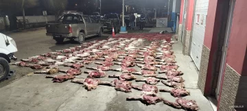 Secuestran más de 190 cortes de guanacos, fauna silvestre y dos armas en un operativo rural Secuestran más de 190 cortes de guanacos, fauna silvestre y dos armas en un operativo rural