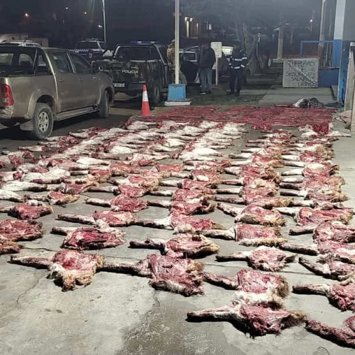 Secuestran más de 190 cortes de guanacos, fauna silvestre y dos armas en un operativo rural Secuestran más de 190 cortes de guanacos, fauna silvestre y dos armas en un operativo rural