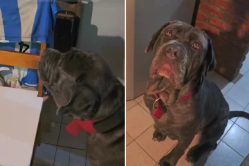 ¡El berrinche más tierno! Una perrita santacruceña se volvió viral por exigir ponerse su camiseta de Argentina ¡El berrinche más tierno! Una perrita santacruceña se volvió viral por exigir ponerse su camiseta de Argentina