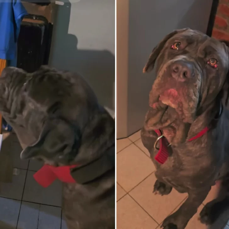 ¡El berrinche más tierno! Una perrita santacruceña se volvió viral por exigir ponerse su camiseta de Argentina ¡El berrinche más tierno! Una perrita santacruceña se volvió viral por exigir ponerse su camiseta de Argentina