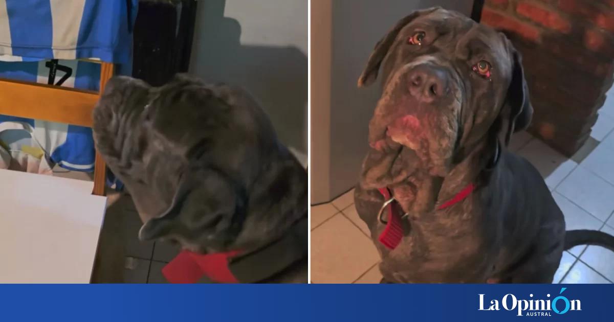 ¡El berrinche más tierno! Una perrita santacruceña se volvió viral por no querer esperar que se seque su camiseta de Argentina