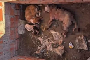 Maltrato extremo en Caleta Olivia: tres perros agonizando fueron abandonados en una obra en construcción