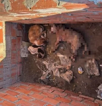 Maltrato extremo en Caleta Olivia: tres perros agonizando fueron abandonados en una obra en construcción Maltrato extremo en Caleta Olivia: tres perros agonizando fueron abandonados en una obra en construcción