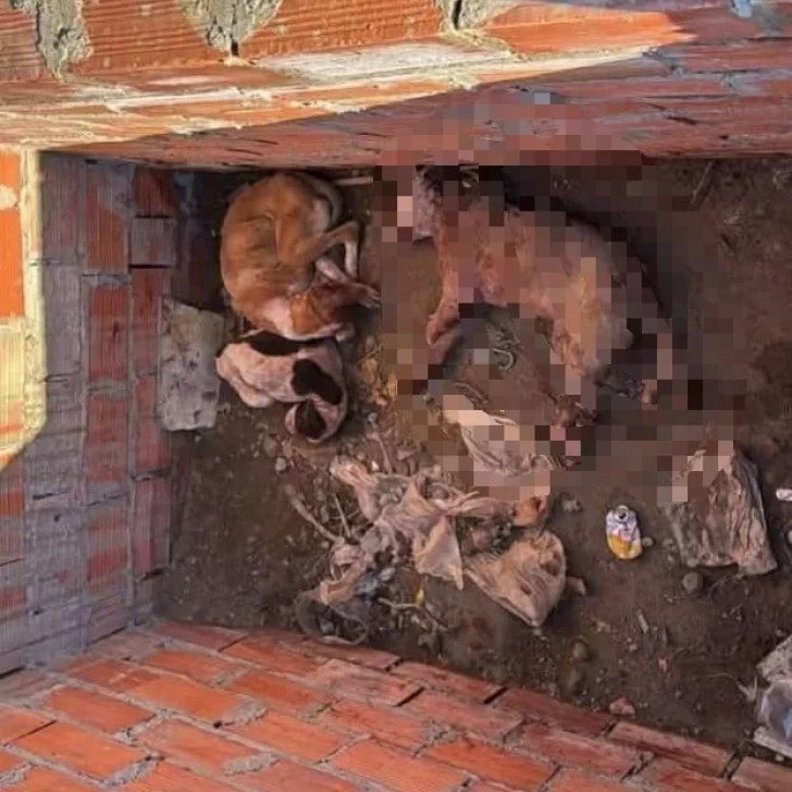 Maltrato extremo en Caleta Olivia: tres perros agonizando fueron abandonados en una obra en construcción Maltrato extremo en Caleta Olivia: tres perros agonizando fueron abandonados en una obra en construcción