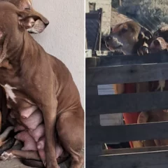 Volvieron a atacar a los perros víctimas de la carne con vidrio: ahora les tiraron botellas de alcohol