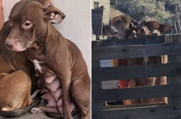 Volvieron a atacar a los perros víctimas de la carne con vidrio: ahora les tiraron botellas de alcohol Volvieron a atacar a los perros víctimas de la carne con vidrio: ahora les tiraron botellas de alcohol