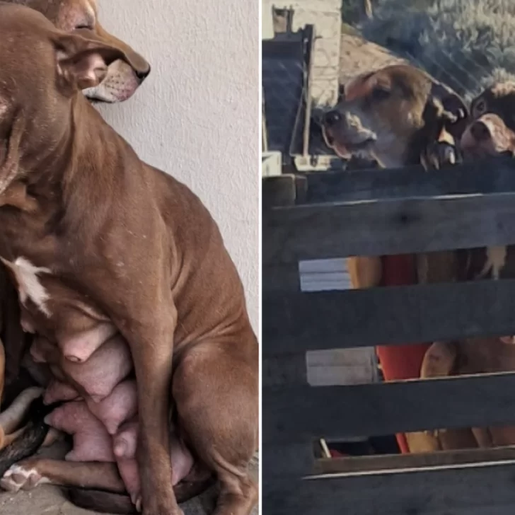Volvieron a atacar a los perros víctimas de la carne con vidrio: ahora les tiraron botellas de alcohol Volvieron a atacar a los perros víctimas de la carne con vidrio: ahora les tiraron botellas de alcohol