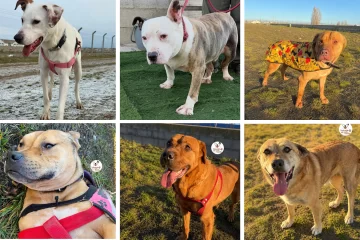 Seis perros buscan una familia en Río Gallegos tras historias de abandono y espera Seis perros buscan una familia en Río Gallegos tras historias de abandono y espera