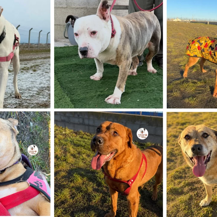 Seis perros buscan una familia en Río Gallegos tras historias de abandono y espera Seis perros buscan una familia en Río Gallegos tras historias de abandono y espera