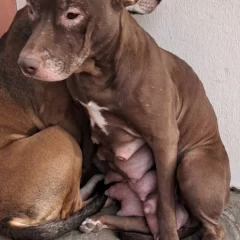Arrojaron carne con vidrio a perros rescatados que esperan ser adoptados en Caleta Olivia