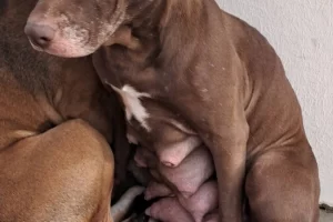 Arrojaron carne con vidrio a perros rescatados que esperan ser adoptados en Caleta Olivia