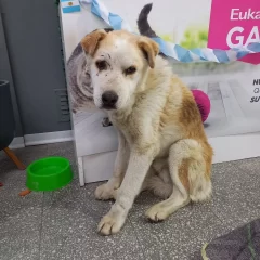 Piden ayuda para “Golfito”, un perro de 15 años que lucha contra un tumor