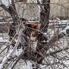 En medio del temporal de nieve, bomberos salvaron a un gato atrapado en un árbol