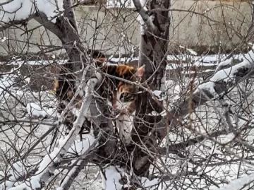 En medio del temporal de nieve, bomberos salvaron a un gato atrapado en un árbol En medio del temporal de nieve, bomberos salvaron a un gato atrapado en un árbol