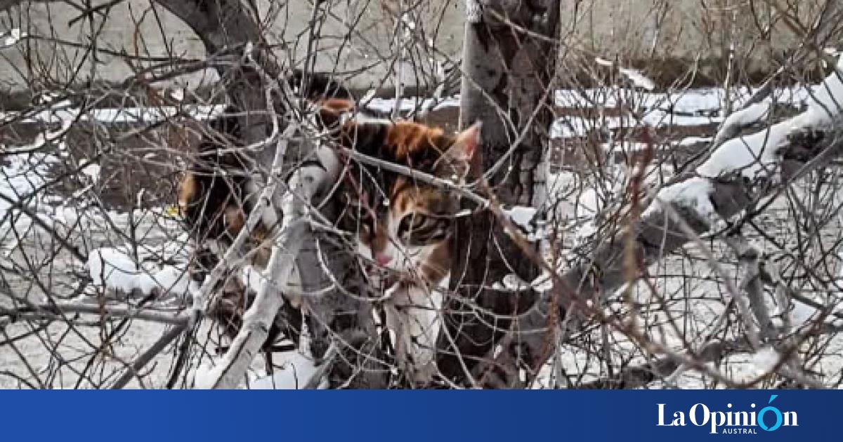 En medio del temporal de nieve, bomberos salvaron a un gato atrapado en un árbol