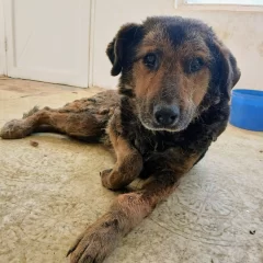 Vida, la perrita rescatada del basural en Río Gallegos, continúa luchando por sobrevivir: “Es fuerte a pesar de sus 12 años”