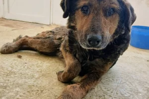 Vida, la perrita rescatada del basural en Río Gallegos, continúa luchando por sobrevivir: “Es fuerte a pesar de sus 12 años”