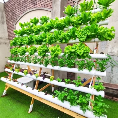 Por qué consideran a la hidroponía como una alternativa para producir verduras frescas todo el año en Santa Cruz