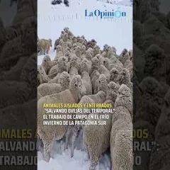 Con la nieve hasta el pecho: el heroico rescate de ovejas tras el temporal en Santa Cruz