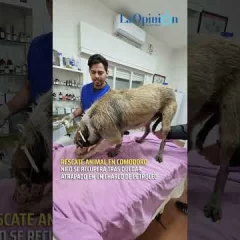 Nico se recupera tras quedar atrapado en un charco de petróleo