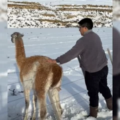 Claudio Vidal participó del rescate de un guanaco atrapado en un alambrado
