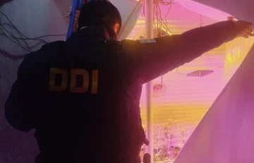 Robo de garrafas en Puerto Deseado: allanaron dos viviendas y descubrieron un cultivo indoor de cannabis Robo de garrafas en Puerto Deseado: allanaron dos viviendas y descubrieron un cultivo indoor de cannabis