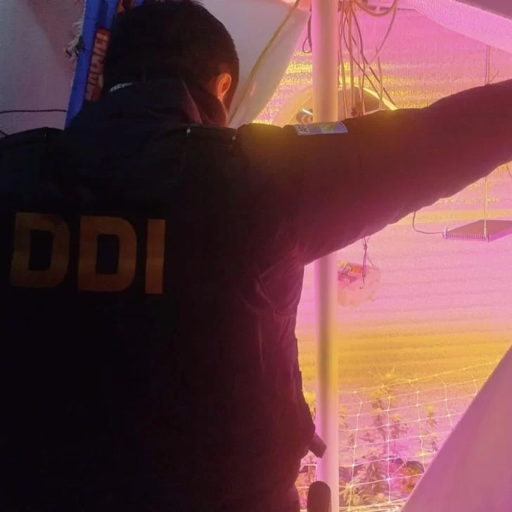 Robo de garrafas en Puerto Deseado: allanaron dos viviendas y descubrieron un cultivo indoor de cannabis Robo de garrafas en Puerto Deseado: allanaron dos viviendas y descubrieron un cultivo indoor de cannabis