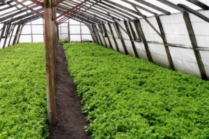 Buscan crear un régimen de soberanía productiva y promover el uso de las tierras rurales ociosas