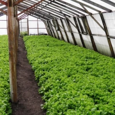 Buscan crear un régimen de soberanía productiva y promover el uso de las tierras rurales ociosas
