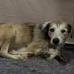 Nico, el perro rescatado de un charco de petróleo, sufrió una convulsión: “Las próximas 24 a 48 horas serán muy importantes”